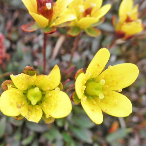 Saxifraga hirculus compacta Svalbard Longyearbyen 2014 6 A.Elven a